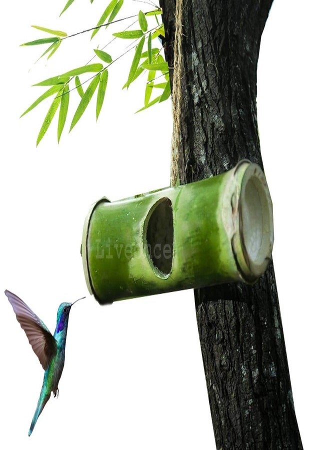 LIVEONCE Bamboo Made Horizan Bird nest Color -Natural (Green to Yellow) - Image 2
