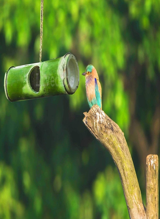 LIVEONCE Bamboo Made Horizan Bird nest Color -Natural (Green to Yellow) - Image 4