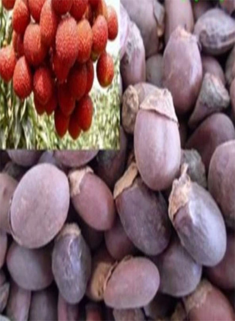 GGOOT 10Pcs Lychee Litchi Delicious Sweet Seasonal Fruit Tree Seeds Home Garden Plant for Planting Garden Yard Outdoor 1 One Size - Image 2