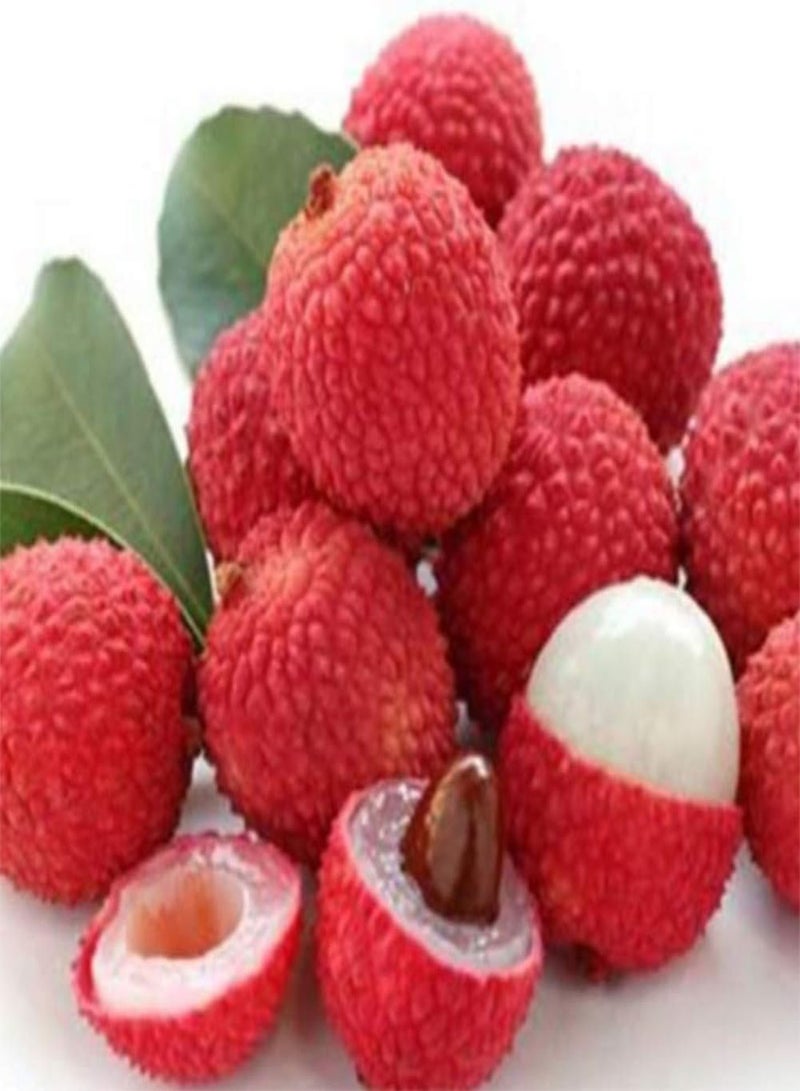 GGOOT 10Pcs Lychee Litchi Delicious Sweet Seasonal Fruit Tree Seeds Home Garden Plant for Planting Garden Yard Outdoor 1 One Size - Image 1