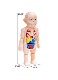 Kids Early Educational Learning Toys Human Organs Model with Removable Parts ,17 Pcs Human Body Model DIY Assembly Science Kits Toys for Boys Girls Preschool Learning Toys - pzsku/ZD94994C30D17065AB722Z/45/_/1726738728/761d09d9-db36-49da-a4ff-db1d02346e99