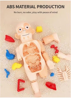 Kids Early Educational Learning Toys Human Organs Model with Removable Parts ,17 Pcs Human Body Model DIY Assembly Science Kits Toys for Boys Girls Preschool Learning Toys - pzsku/ZD94994C30D17065AB722Z/45/_/1727060604/1ffee038-c92b-4152-8f0b-a52917b9c0b9