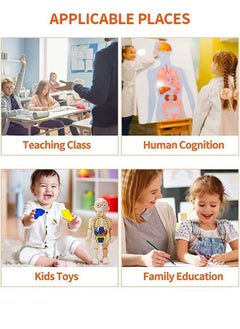 Kids Early Educational Learning Toys Human Organs Model with Removable Parts ,17 Pcs Human Body Model DIY Assembly Science Kits Toys for Boys Girls Preschool Learning Toys - pzsku/ZD94994C30D17065AB722Z/45/_/1727060604/6a768d92-d59b-4819-9704-37fa2f7b82b1