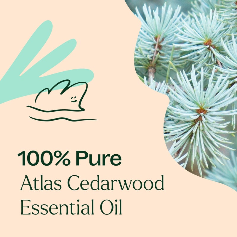 Plant Therapy Organic Atlas Cedarwood Essential Oil 100% Pure, USDA Certified Organic, Undiluted, Natural Aromatherapy for Diffusion, Skin, and Hair, Therapeutic Grade 10 mL (1/3 oz) - Image 5