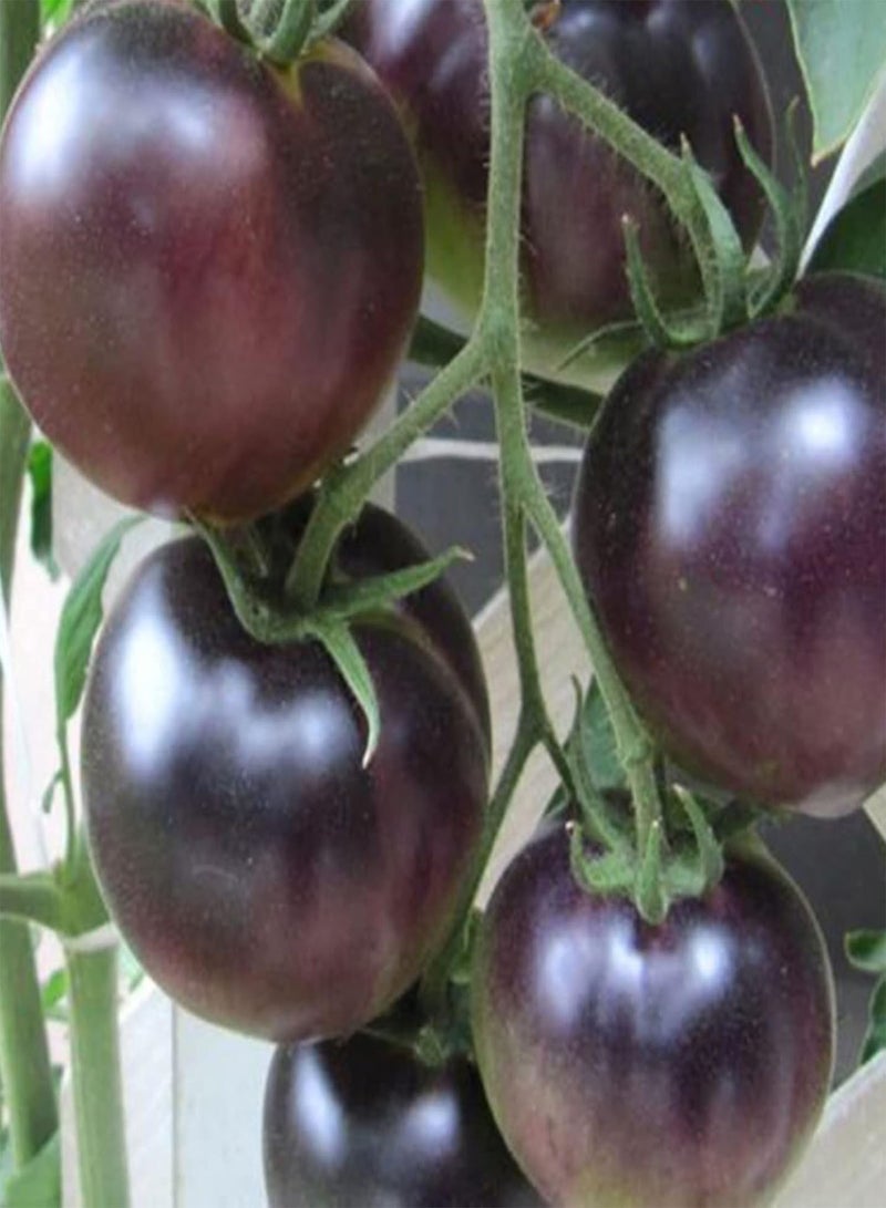 GGOOT One Bag of Mixed Color Tomato Seeds Sweet Rapid Growing Mixed Rustic Vegetable Seeds for Vegetarian Tomato Seeds 1size - Image 2