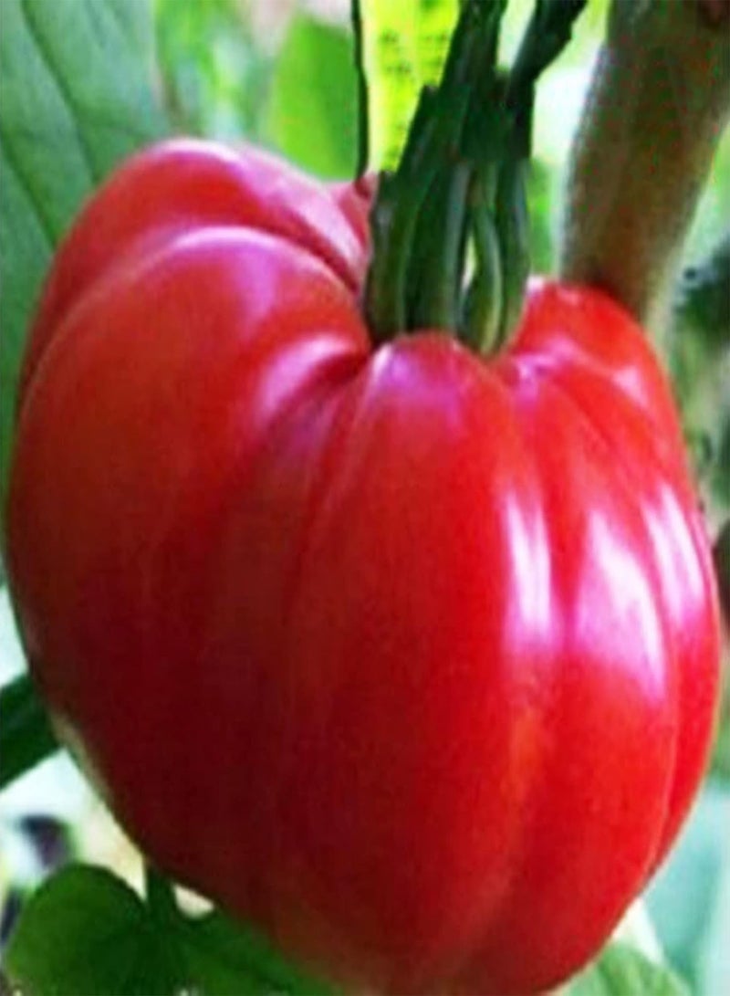 GGOOT One Bag of Mixed Color Tomato Seeds Sweet Rapid Growing Mixed Rustic Vegetable Seeds for Vegetarian Tomato Seeds 1size - Image 3