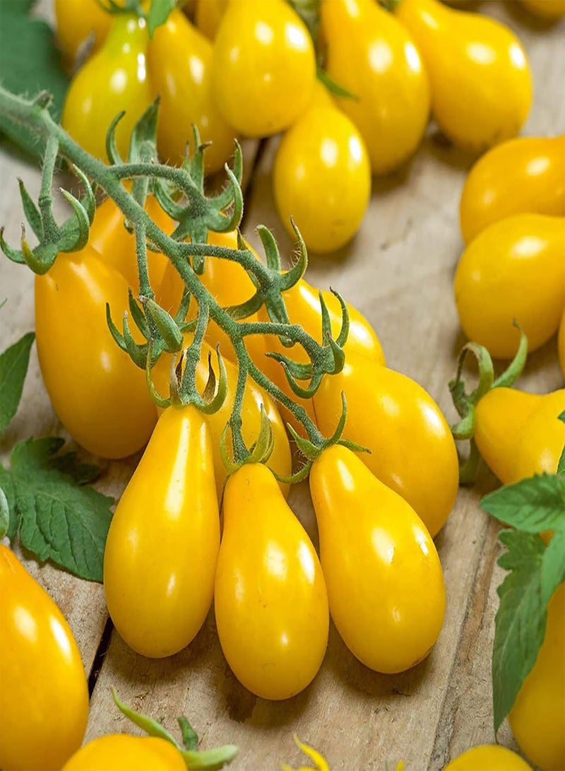 GGOOT One Bag of Mixed Color Tomato Seeds Sweet Rapid Growing Mixed Rustic Vegetable Seeds for Vegetarian Tomato Seeds 1size - Image 5