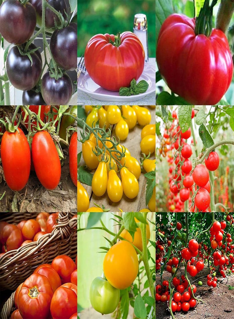 GGOOT One Bag of Mixed Color Tomato Seeds Sweet Rapid Growing Mixed Rustic Vegetable Seeds for Vegetarian Tomato Seeds 1size - Image 1