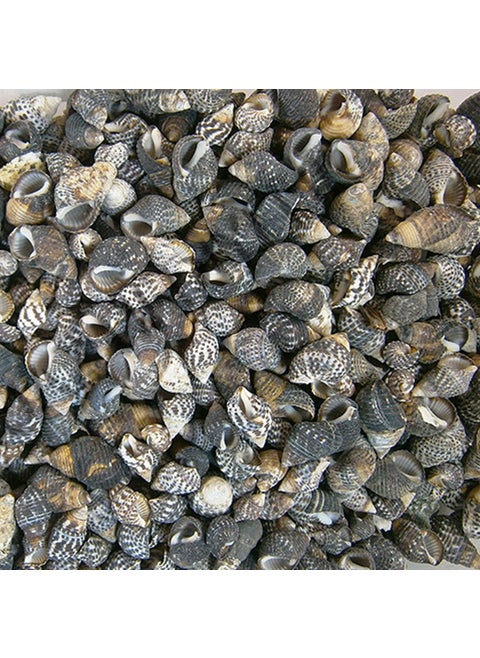 Real Sea Shell 250 gr Package Nassarius Gaudiosus