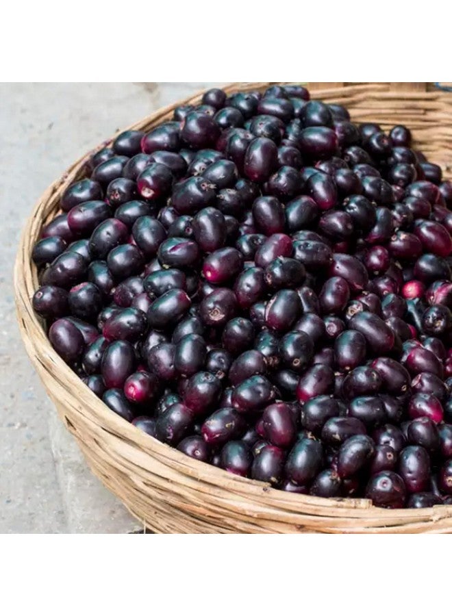 Earthborn Elements Jamun Seed 200 Capsules, Pure & Undiluted, No Additives - Image 4