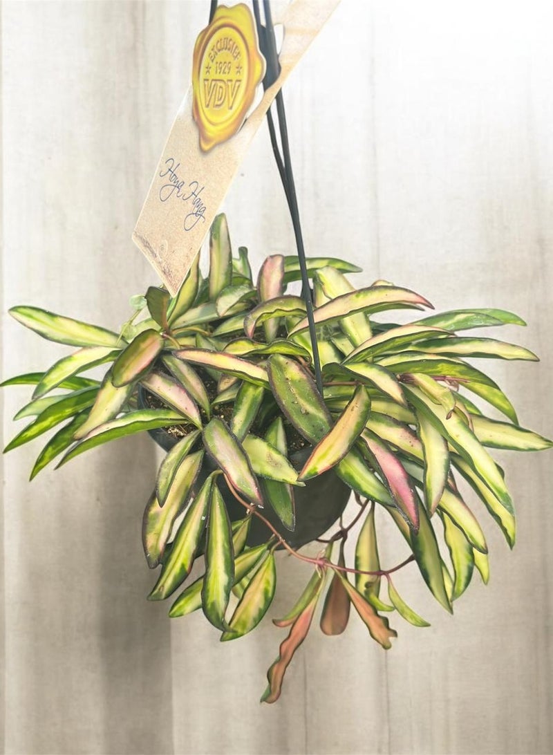 Hoya Wayetii Tricolor Indoor Plant for Sale Dubai UAE | Variegated Hoya