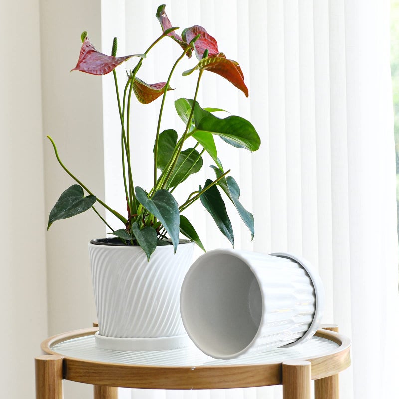 Ton Sin Plant Pots,White 6 Inch Flower Pots for Plants,Ceramic Planter with Drainage Holes,Indoor Planter Pots with Saucer,Outdoor Garden Pots (White, 4 Pack) - Image 5