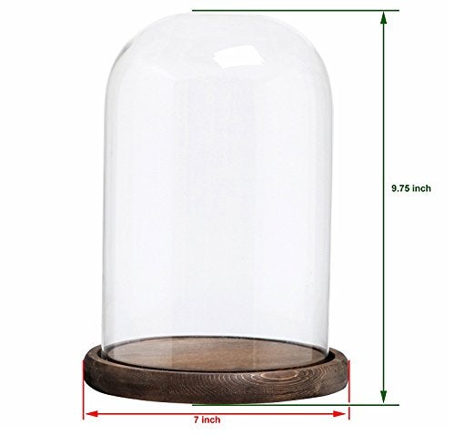 MyGift The Bell Jar Glass Cloche with Rustic Wood Base 10 Inch Tall Clear Decorative Glass Dome Display for Plants Curios Keepsakes Heirlooms - Image 3