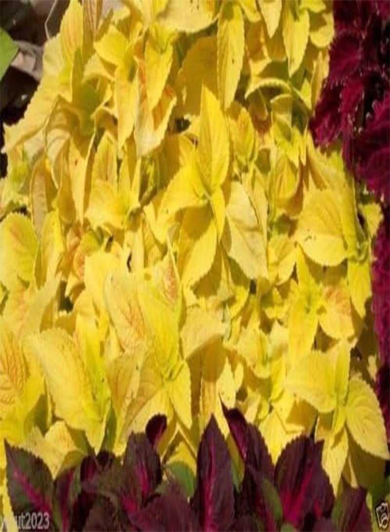 جي جوت بذور، سلسلة ذهبية، رائعة في المناطق المظللة، 100 بذرة! - Image 1