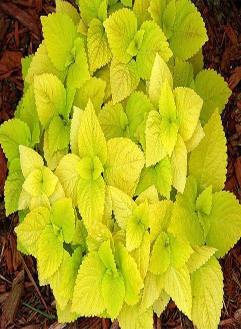 جي جوت بذور، سلسلة ذهبية، رائعة في المناطق المظللة، 100 بذرة! - Image 2