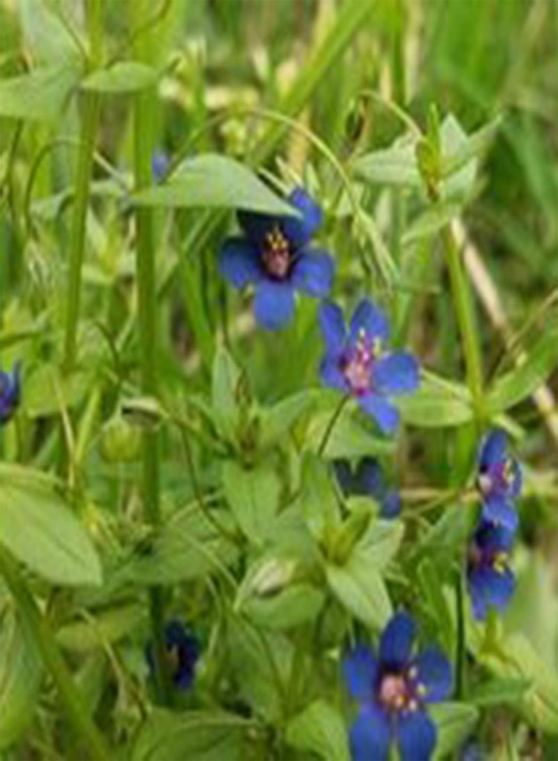 جي جوت 50 قطعة من بذور زهرة الزنبق الزرقاء، نبات ملقح مفتوح، نبات زهري سنوي، بذور نباتات زينة - Image 5