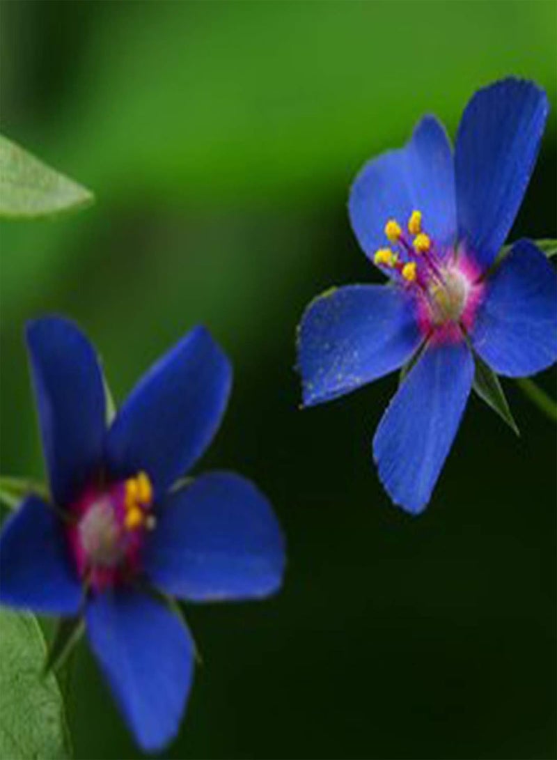 جي جوت 50 قطعة من بذور زهرة الزنبق الزرقاء، نبات ملقح مفتوح، نبات زهري سنوي، بذور نباتات زينة - Image 4