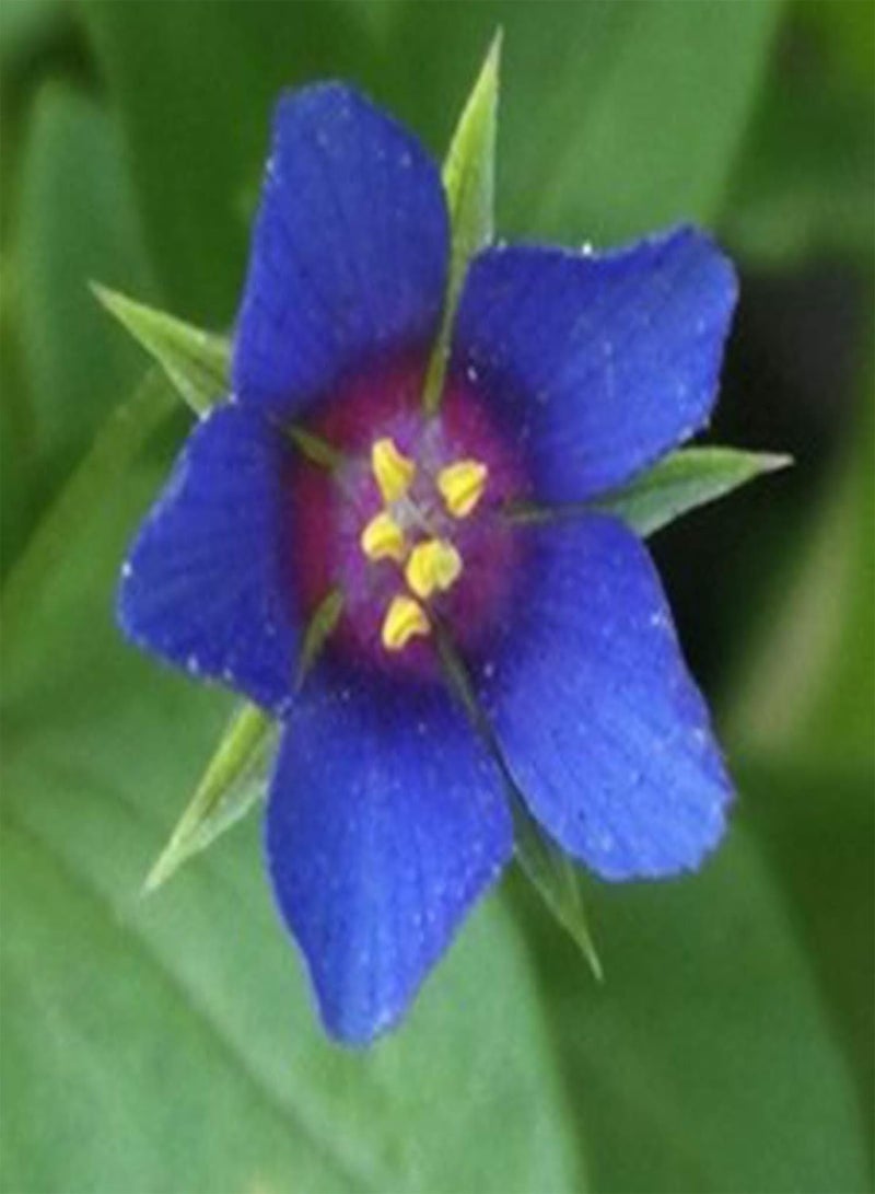 جي جوت 50 قطعة من بذور زهرة الزنبق الزرقاء، نبات ملقح مفتوح، نبات زهري سنوي، بذور نباتات زينة - Image 3