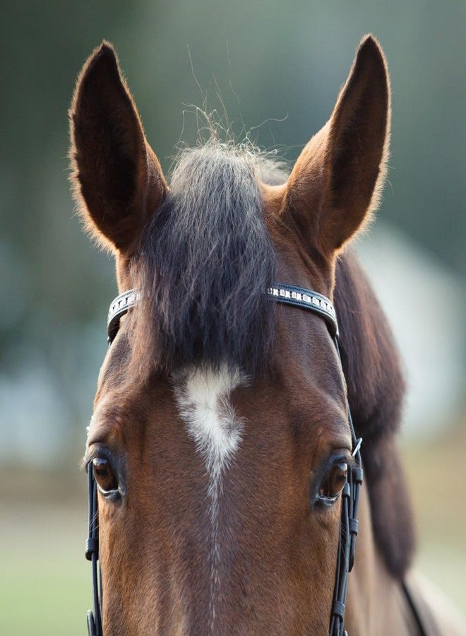 HORZE Weston Padded Leather Snaffle Bridle with Flash Noseband and Web Reins | English Bridle for Horses - Black - Horse - Image 5