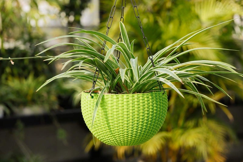 Bianco Round Rattan Woven Hanging Planters with Hanging Chain, Hanging Pots for Plants Balcony (Green, Set of 3, 7.1x4.8 Inch) - Image 3
