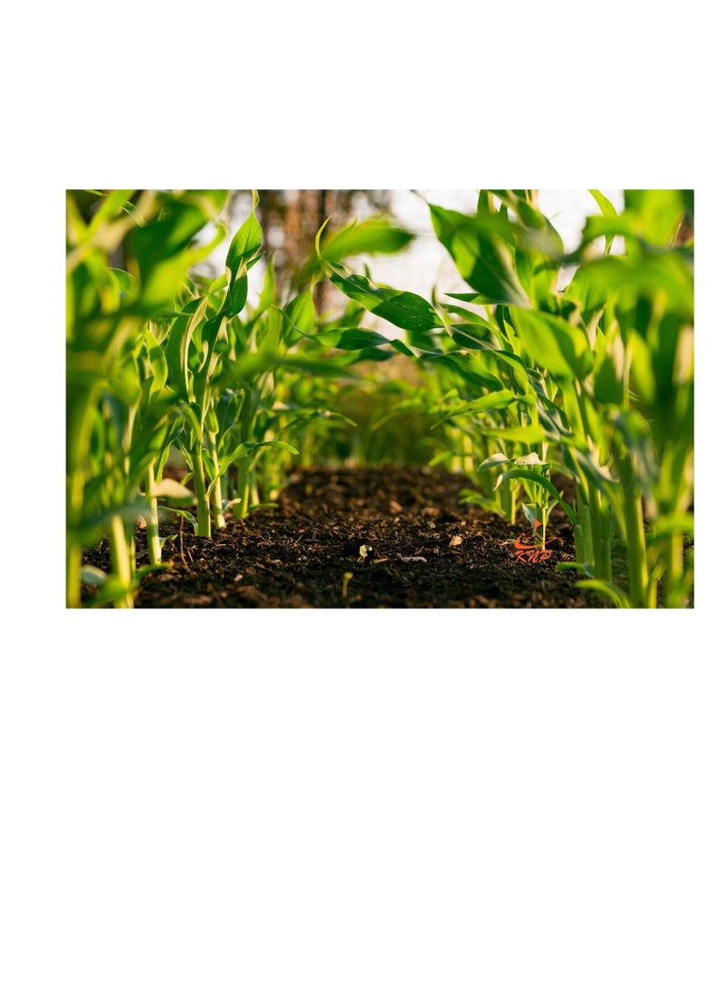 KNP Fish Fertilizer NPK 9+6+3+TE 5Ltr To Improve Soil Health - Image 3