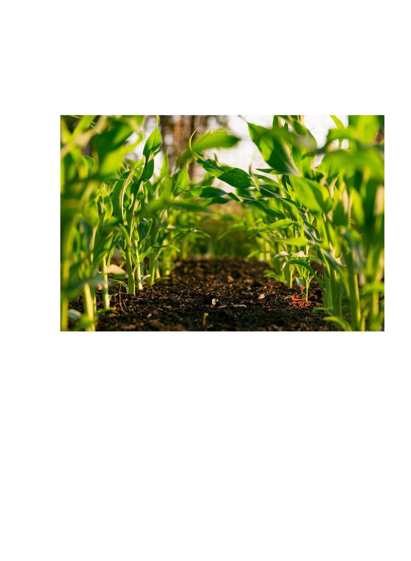 KNP Fish Fertilizer NPK 9+6+3+TE 5Ltr To Improve Soil Health - Image 2
