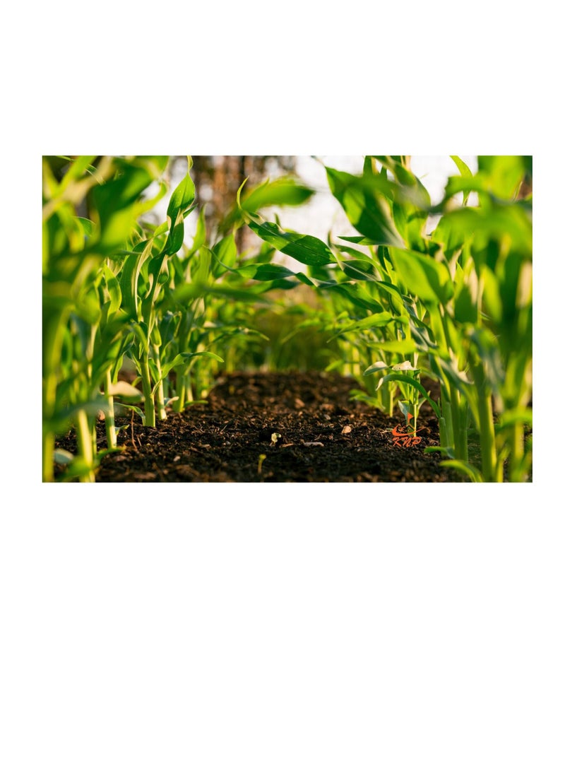 KNP Fish Fertilizer NPK 9+6+3+TE 5Ltr To Improve Soil Health - Image 1