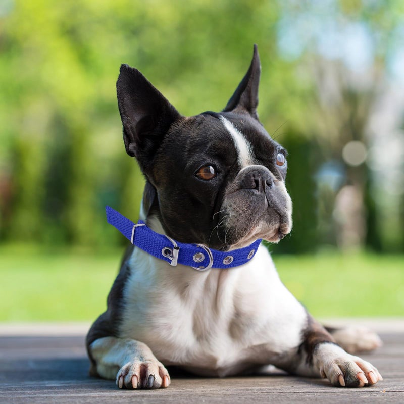Blue Adjustable Foam Padded Pet Collar with Alloy Buckle for Outdoor and Party - Image 5