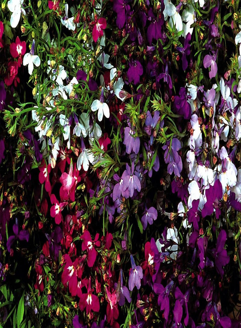 GGOOT Lobelia String of Pearls - Lobelia erinus Flower Seeds, Beautiful Trailing Lobelia, Approx. 1500 Bulk Seeds Home Garden Planting by Heavy Torch, 1500 Seeds