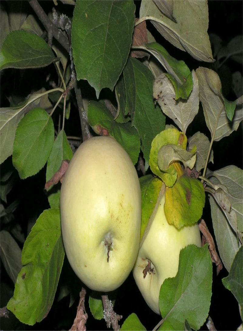 GGOOT Rare Plant Tree Seeds 30+ Apple Seeds Seeds Antonovka Apple (Malus pumila Antonovka)  - Image 1