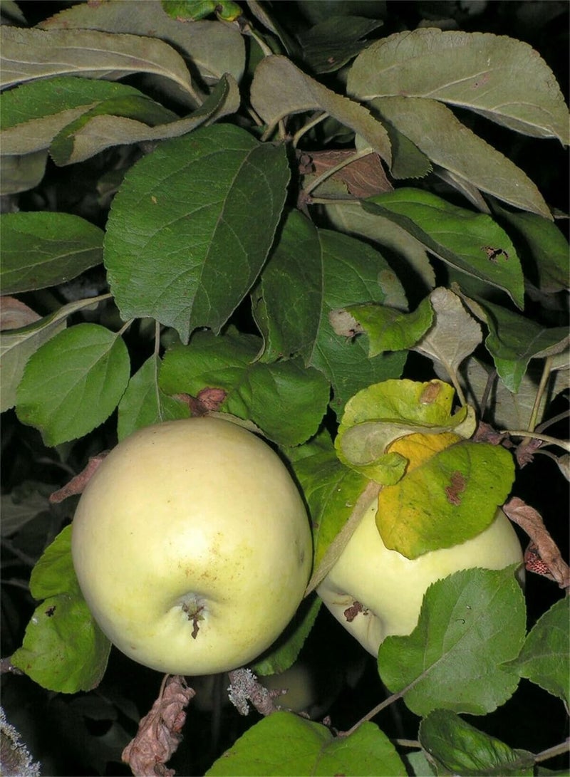 GGOOT Rare Plant Tree Seeds 30+ Apple Seeds Seeds Antonovka Apple (Malus pumila Antonovka)  - Image 2