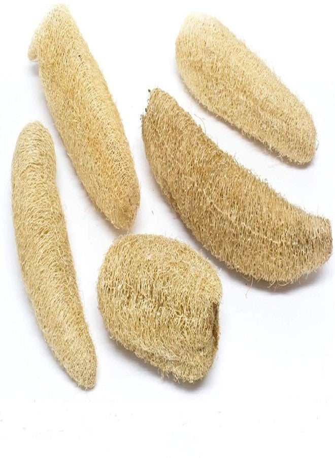 SSKR Natural Organic Body Scrubber Loufah Sponges for Bathing (Pack of 5) - Image 2