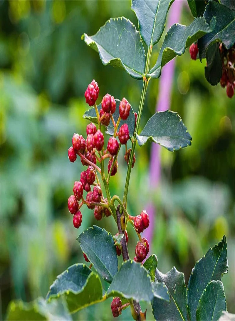 GGOOT 100pcs Zanthoxylum seeds Likes Sunshine Has Artistic and Craft Value Adequate Water Resources Belonging to Deciduous Small Trees Beautiful Plant Shape - Image 2