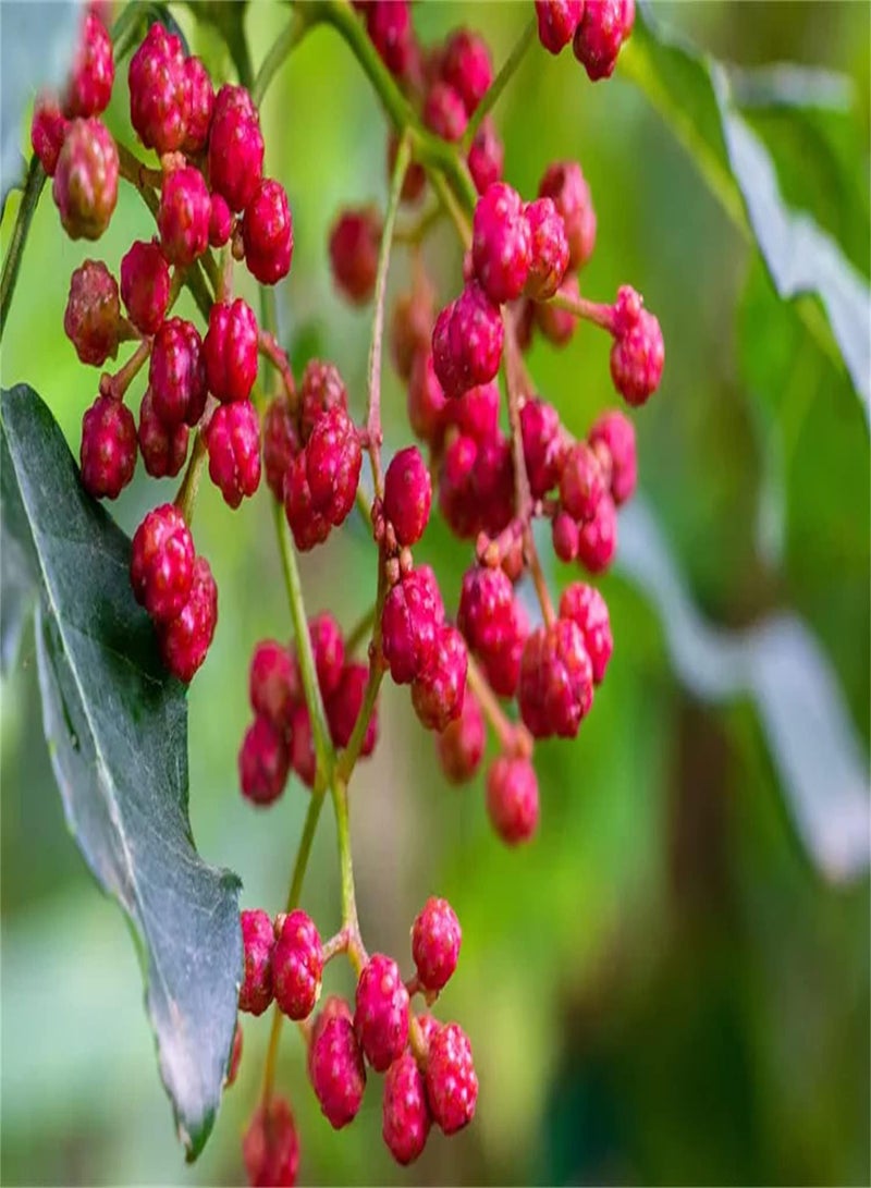 GGOOT 100pcs Zanthoxylum seeds Likes Sunshine Has Artistic and Craft Value Adequate Water Resources Belonging to Deciduous Small Trees Beautiful Plant Shape - Image 1