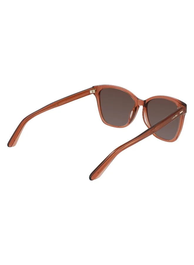 CALVIN KLEIN  FULL RIM ACETATE CALVIN KLEIN SUN CK21529S  | Best Price UAE
