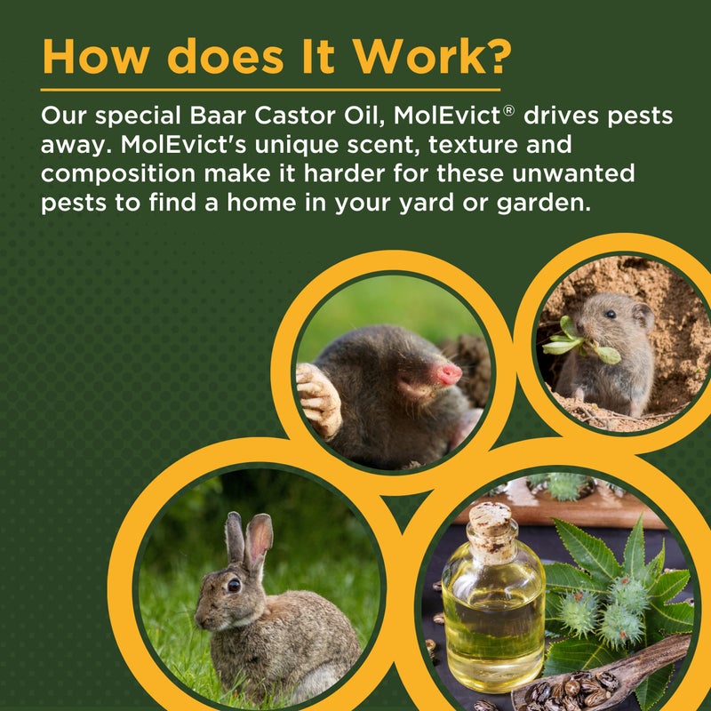 baar Baar Products - MolEvict Lawn Mole Castor Oil - Lawn & Garden Protection - Up to 20,000 Sq. Ft. of Coverage - 1 Gallon  - Image 4