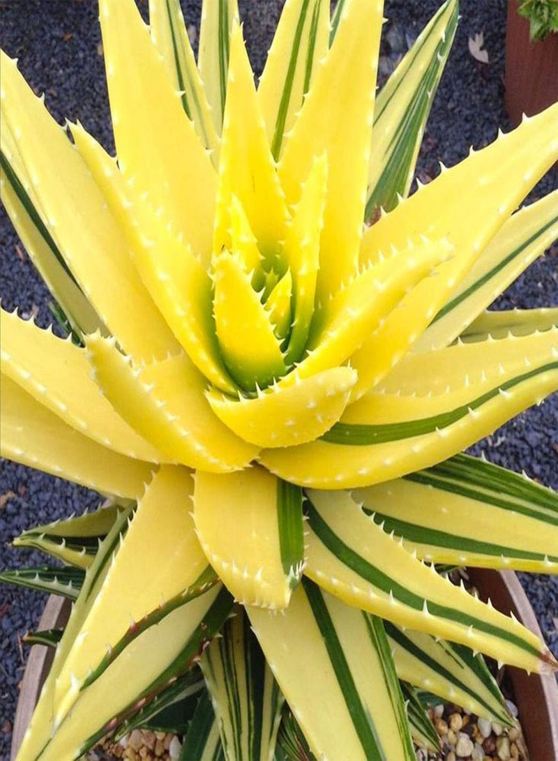 GGOOT 100Pcs Rare Aloe Vera Succulent Plant Perennial Anti-Radiation Home Garden Seeds - 5# Aloe Vera Seeds - Flower Seeds Vegetable Seeds Fruit Seeds Garden Plant Seeds  - Image 1