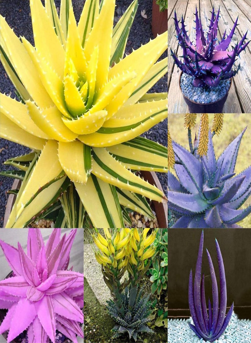 GGOOT 100Pcs Rare Aloe Vera Succulent Plant Perennial Anti-Radiation Home Garden Seeds - 5# Aloe Vera Seeds - Flower Seeds Vegetable Seeds Fruit Seeds Garden Plant Seeds  - Image 5