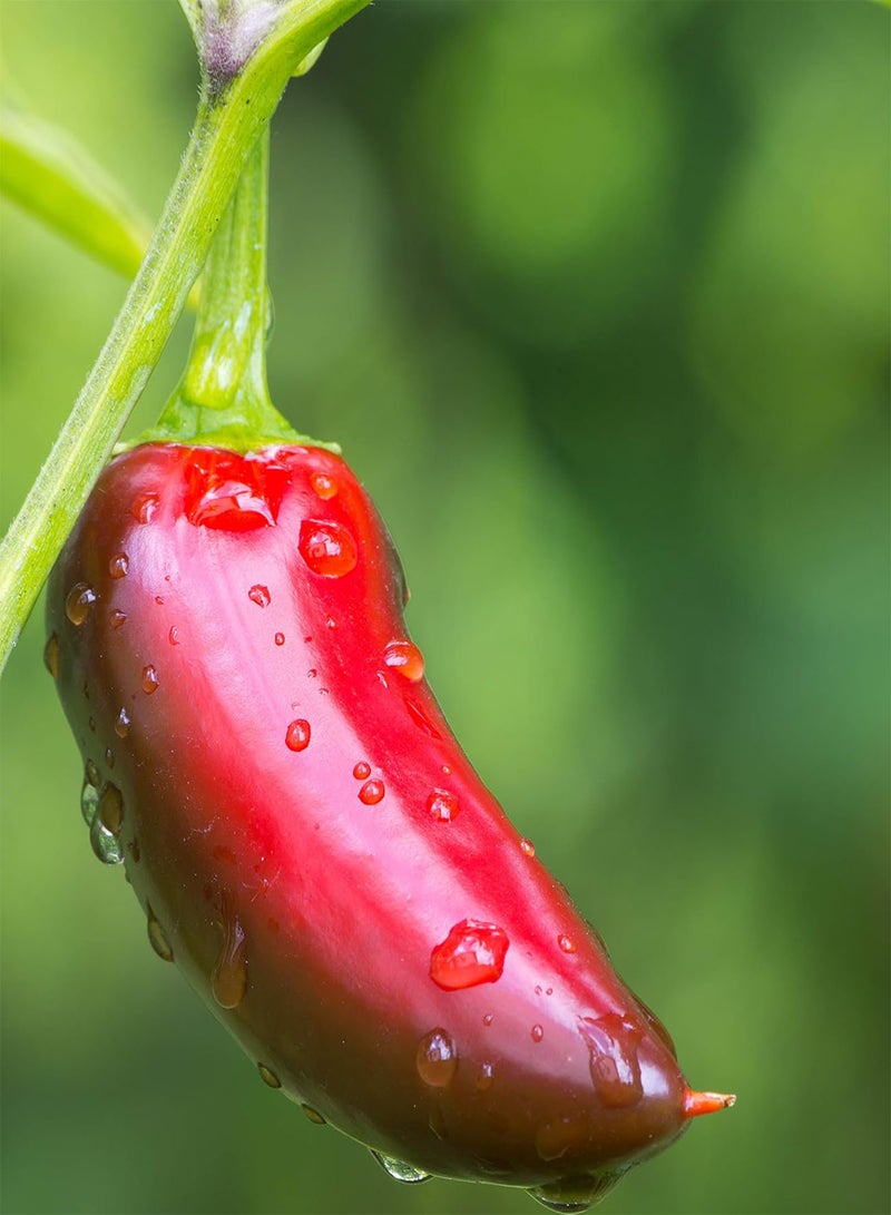 GGOOT seeds   Vegetable seeds, Chilli   Ring of Fire, OV CHI 04, 55 seeds Minimum Per Packet. - Image 3