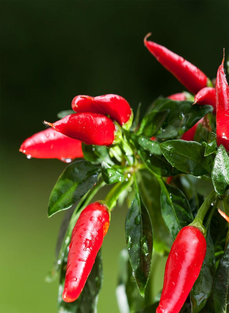 GGOOT seeds   Vegetable seeds, Chilli   Ring of Fire, OV CHI 04, 55 seeds Minimum Per Packet. - Image 1