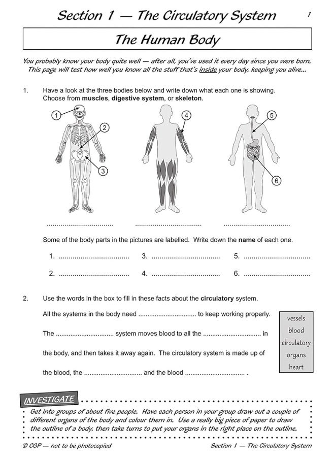 KS2 Science Year Six Workout: Circulation & Keeping Healthy  - Image 4
