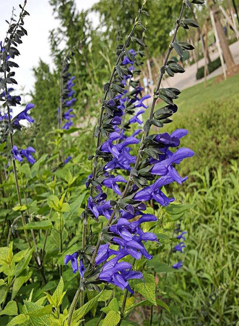 جي جوت كيس واحد من بذور المريمية الطبيعية سهلة الزراعة وذات معدل بقاء مرتفع للحديقة - بذور المريمية البيضاء - Image 2