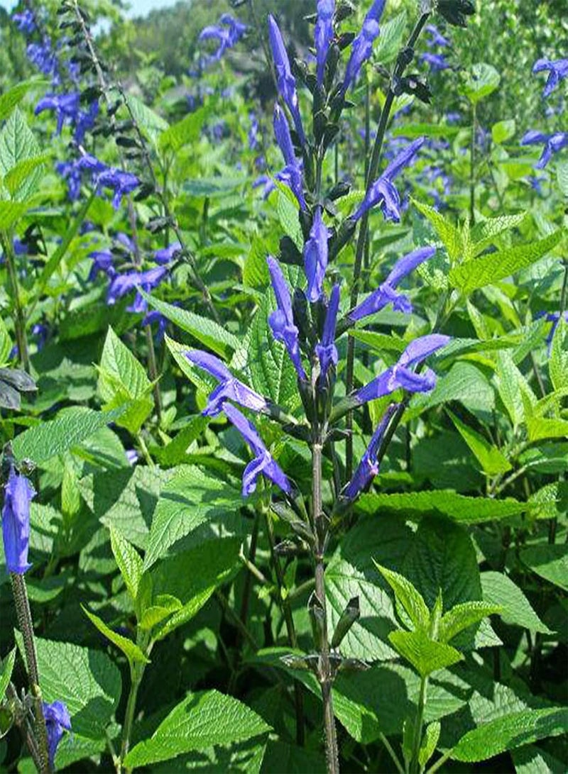 جي جوت كيس واحد من بذور المريمية الطبيعية سهلة الزراعة وذات معدل بقاء مرتفع للحديقة - بذور المريمية البيضاء - Image 5