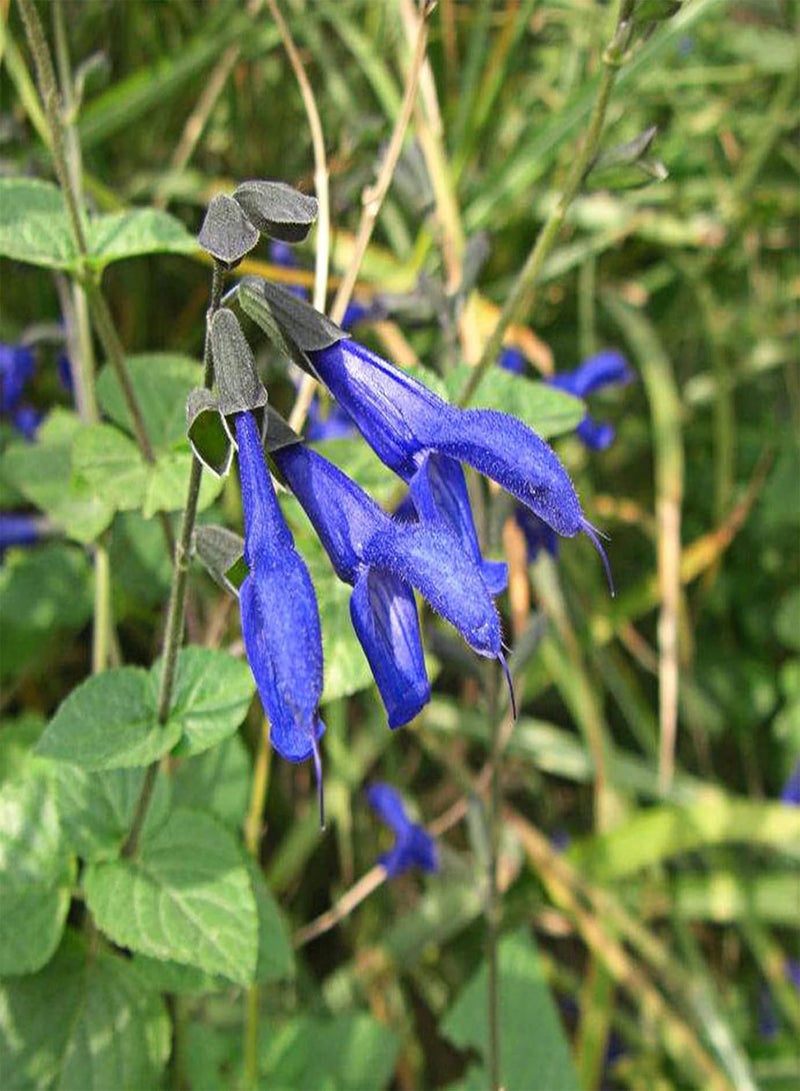 جي جوت كيس واحد من بذور المريمية الطبيعية سهلة الزراعة وذات معدل بقاء مرتفع للحديقة - بذور المريمية البيضاء - Image 1