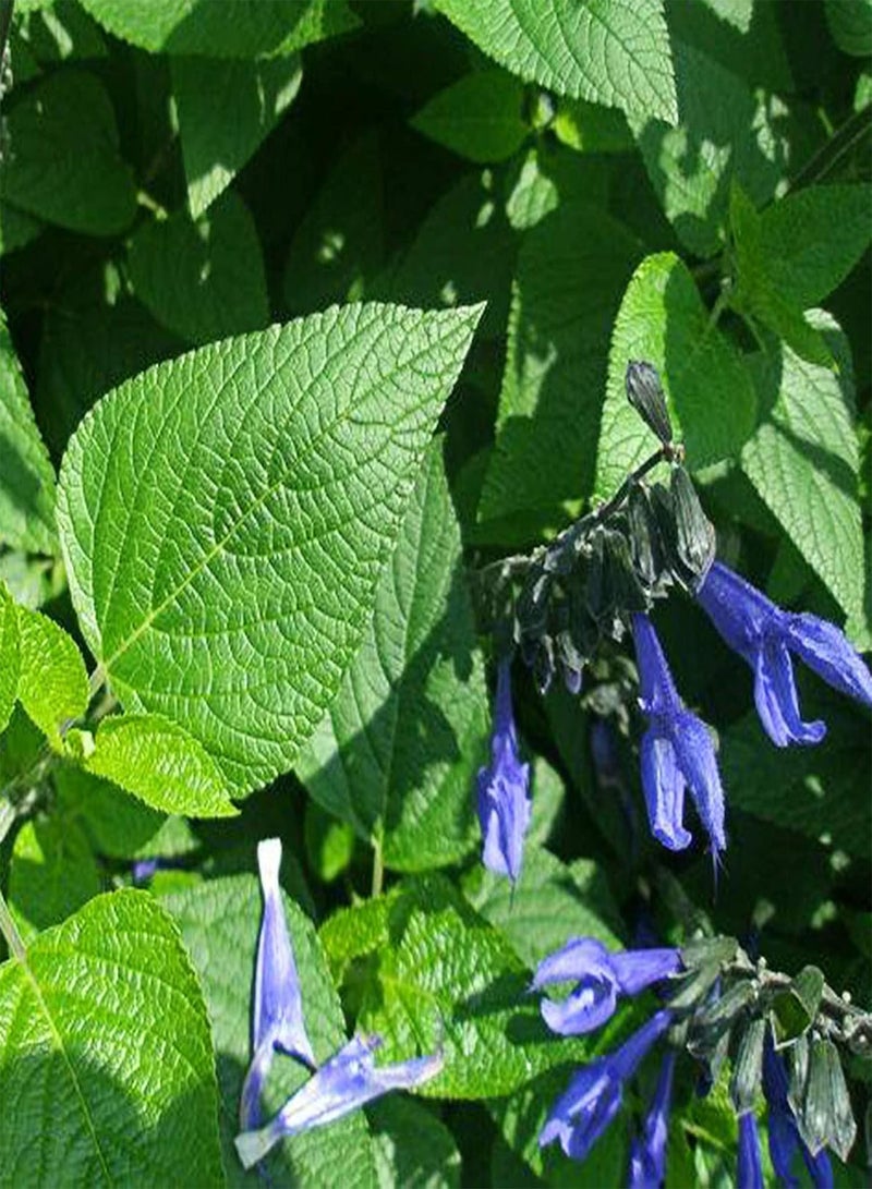 جي جوت كيس واحد من بذور المريمية الطبيعية سهلة الزراعة وذات معدل بقاء مرتفع للحديقة - بذور المريمية البيضاء - Image 4