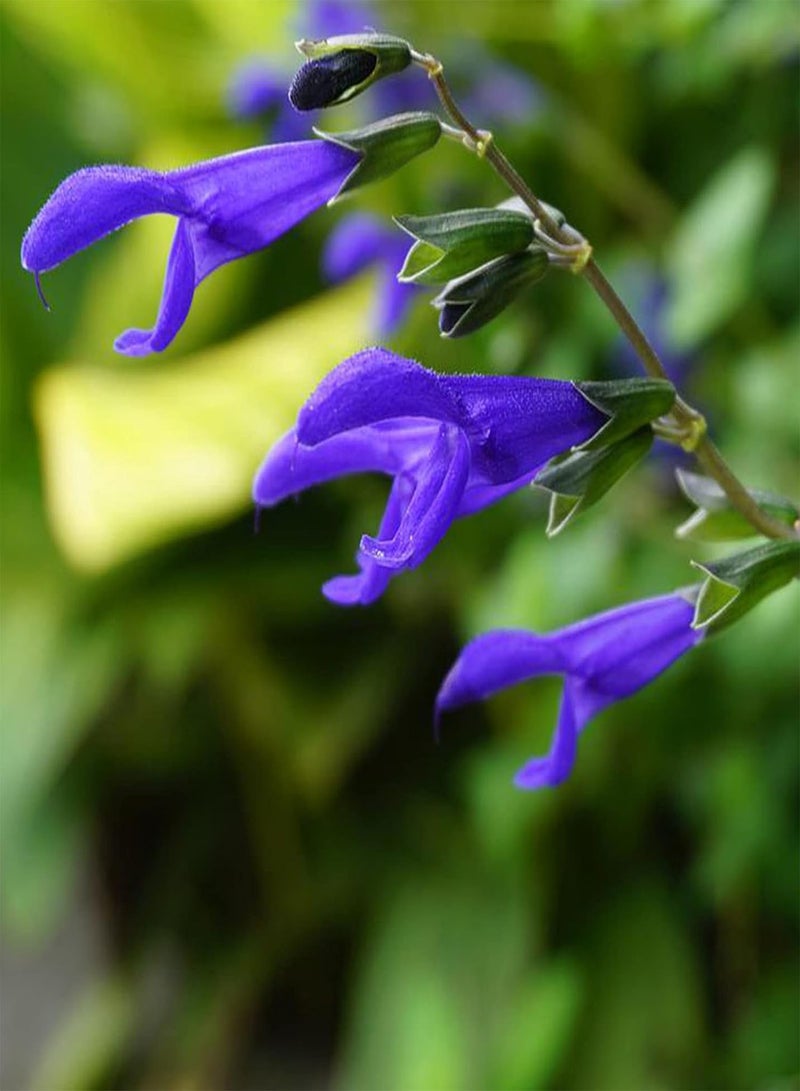 جي جوت كيس واحد من بذور المريمية الطبيعية سهلة الزراعة وذات معدل بقاء مرتفع للحديقة - بذور المريمية البيضاء - Image 3