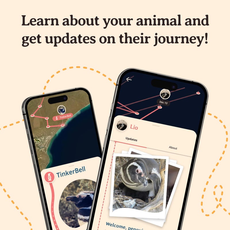 Fahlo Penguin Tracking Bracelet â€“ Track a Real Penguinâ€™s Journey â€“ Supports Wildlife Conservation â€“ Elastic, One Size Fits Most â€“ on Interactive Mobile App Map â€“ Unisex Conservation Gift (Seafoam) - Image 5