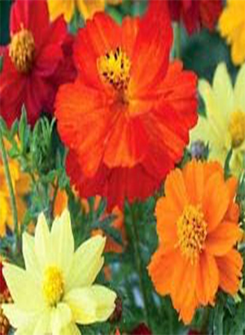 GGOOT Cosmos Sulphur Mixed Colors Cosmos Sulphureus - 2,750 Bulk (PKD) Seeds