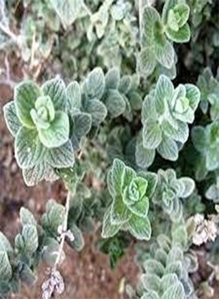 seeds Zaatar Plant seeds - pzsku/ZD9D4E83A04ACDB951ECBZ/45/_/1740894903/05fcb12b-da0a-42b2-83ce-f035f7b5c9b2