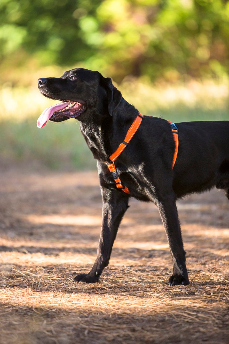 Rogz Reflective Adjustable Dog H Harness for Small to Medium Dogs; matching collar and leash available, Blue - Image 4